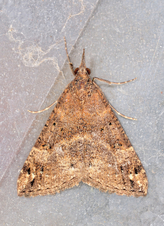 Hypena (Hypena) obsitalis svernante